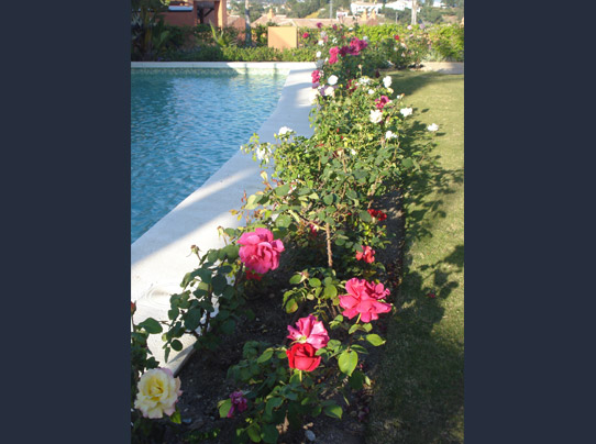 Lovely roses by the pool